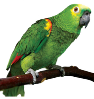 a pretty green parrot 